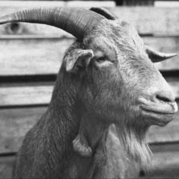 Bert Lee Paddy McGinty's Goat profile picture
