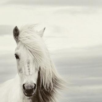 Chilean Folksong Mi Caballo Blanco (My White Horse) profile picture