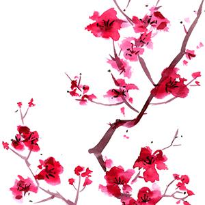 Japanese Folksong Sakura (Cherry Blossoms) pictures Japanese Folksong Sakura (Cherry Blossoms) profile picture
