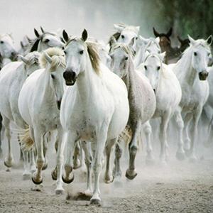 Traditional All The Pretty Little Horses (arr. Jeffrey Douma) profile picture