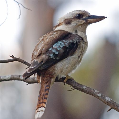 Marion Sinclair Kookaburra Sits In The Old Gum Tree pictures Marion Sinclair Kookaburra Sits In The Old Gum Tree profile picture