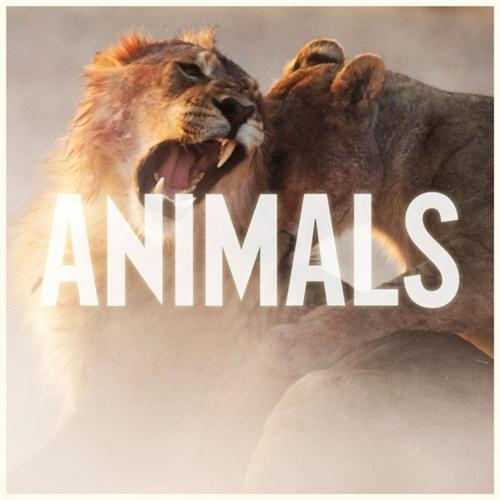 Maroon 5 Animals profile picture