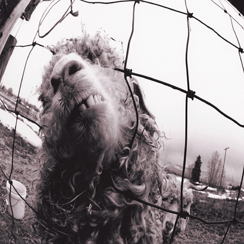 Pearl Jam Rearviewmirror profile picture