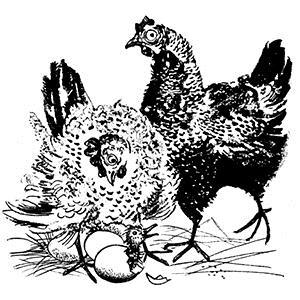 Scott Fore Cluck Old Hen profile picture