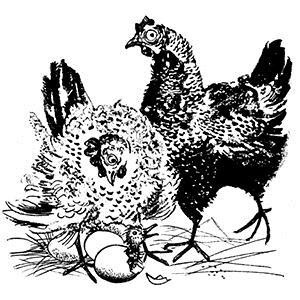 Scott Fore Cluck Old Hen pictures Scott Fore Cluck Old Hen profile picture