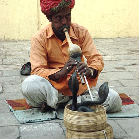 Traditional Indian Snake Charmer profile picture