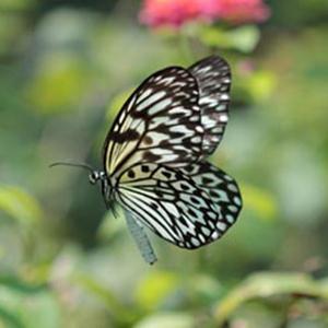Traditional Filipino Folk Song Paruparong Bukid (The Butterfly Field) pictures Traditional Filipino Folk Song Paruparong Bukid (The Butterfly Field) profile picture